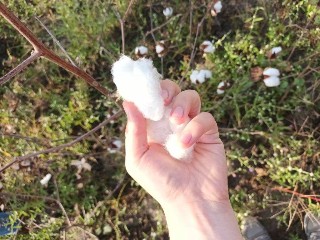 Cotton-1-1024x768.jpg